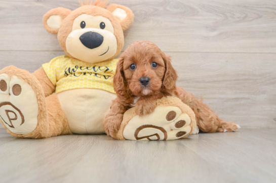Hypoallergenic Cavadoodle Poodle Mix Puppy