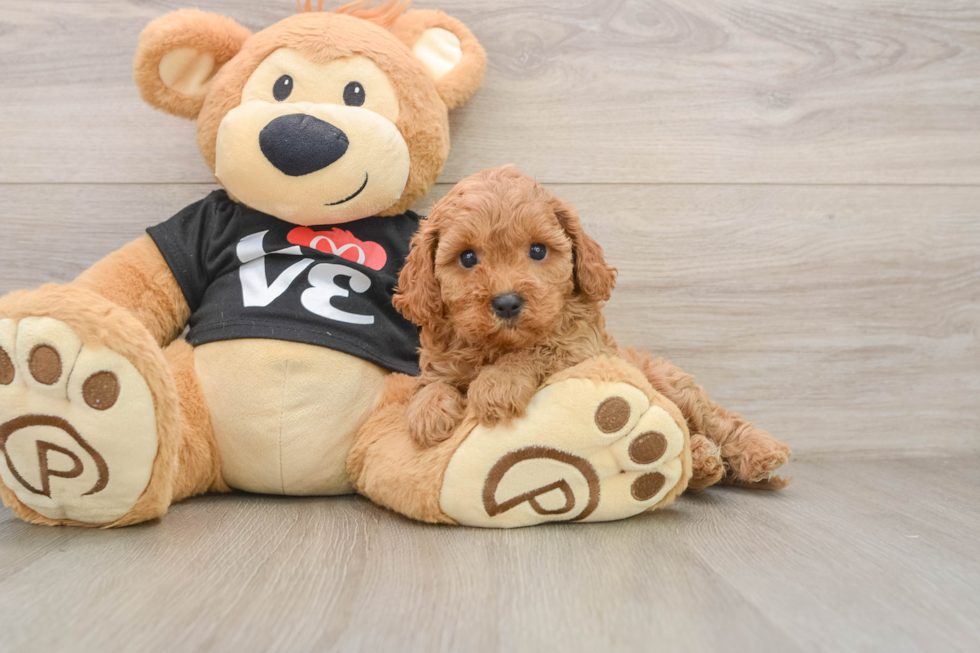 Cavapoo Puppy for Adoption