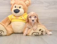 8 week old Cavapoo Puppy For Sale - Pilesgrove Pups