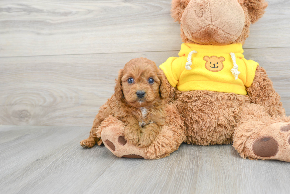 Small Cavapoo Baby