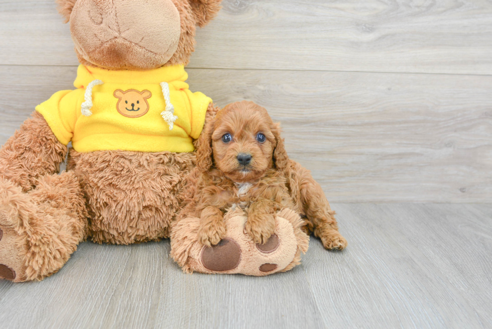 Fluffy Cavapoo Poodle Mix Pup