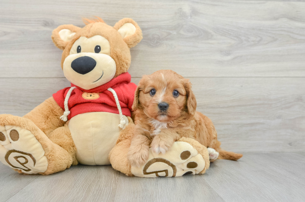 6 week old Cavapoo Puppy For Sale - Pilesgrove Pups