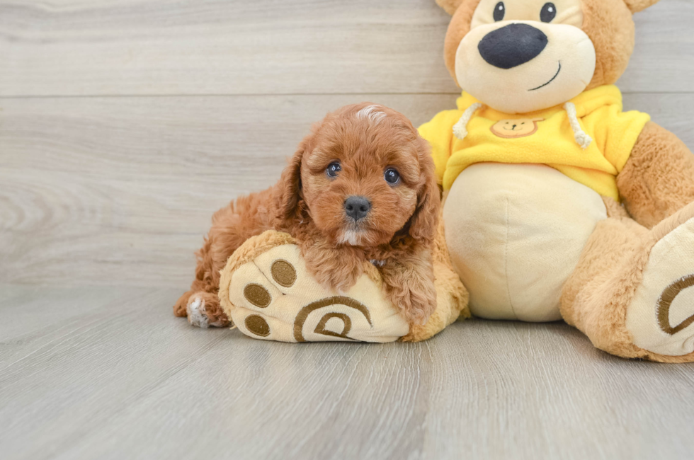 6 week old Cavapoo Puppy For Sale - Pilesgrove Pups