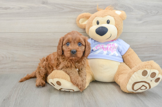 Sweet Cavapoo Baby
