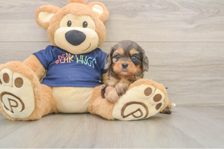 Popular Cavapoo Poodle Mix Pup