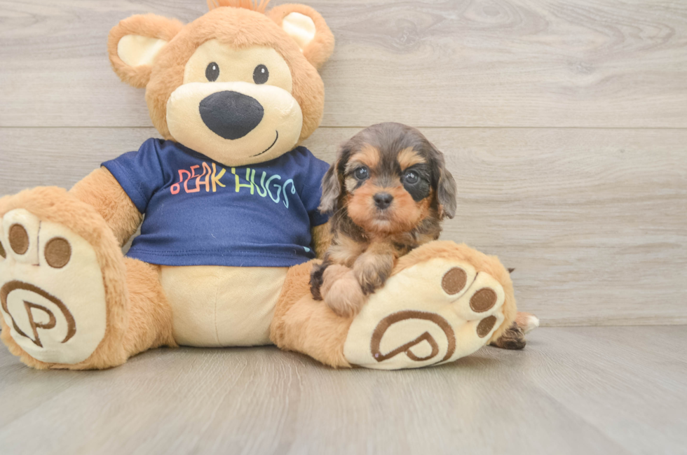 6 week old Cavapoo Puppy For Sale - Pilesgrove Pups