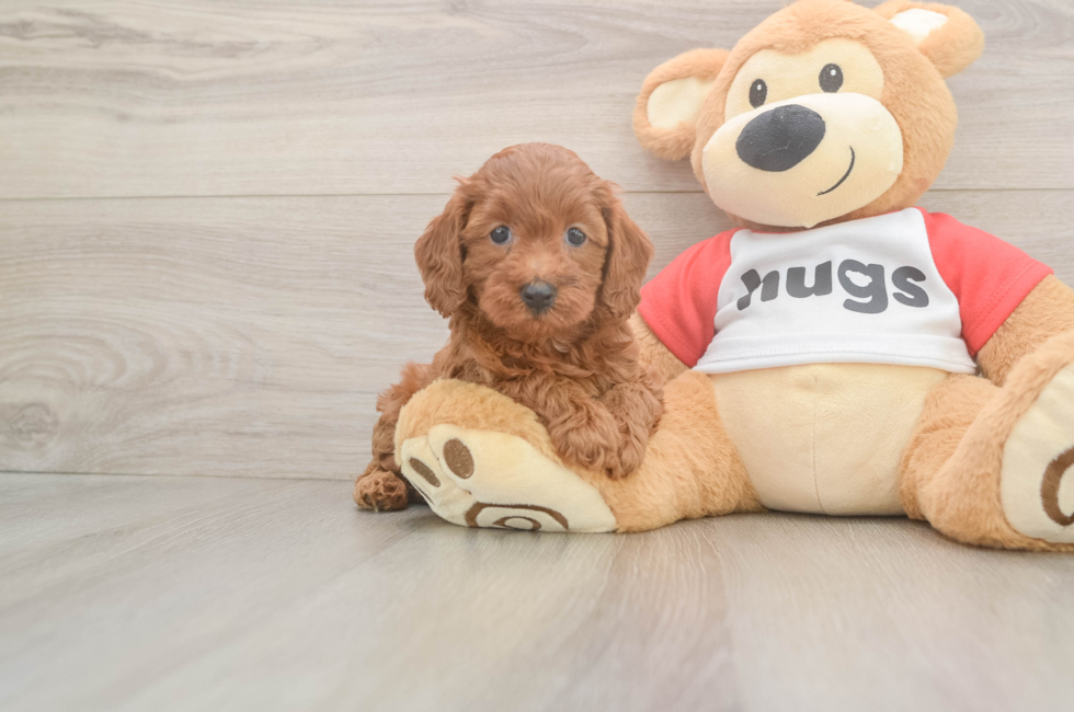 6 week old Cavapoo Puppy For Sale - Pilesgrove Pups