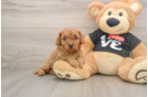 Cavapoo Pup Being Cute