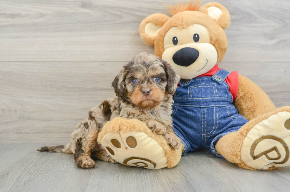 5 week old Cavapoo Puppy For Sale - Pilesgrove Pups