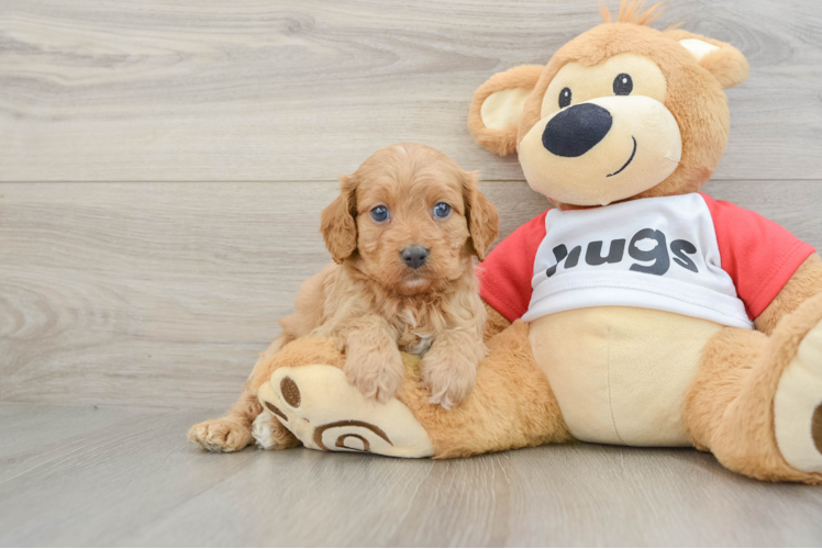 Best Cavapoo Baby