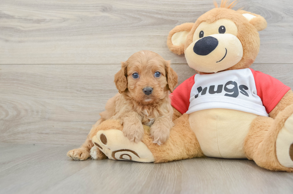 7 week old Cavapoo Puppy For Sale - Pilesgrove Pups