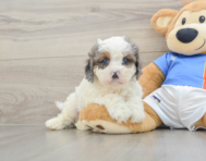 8 week old Cavapoo Puppy For Sale - Pilesgrove Pups