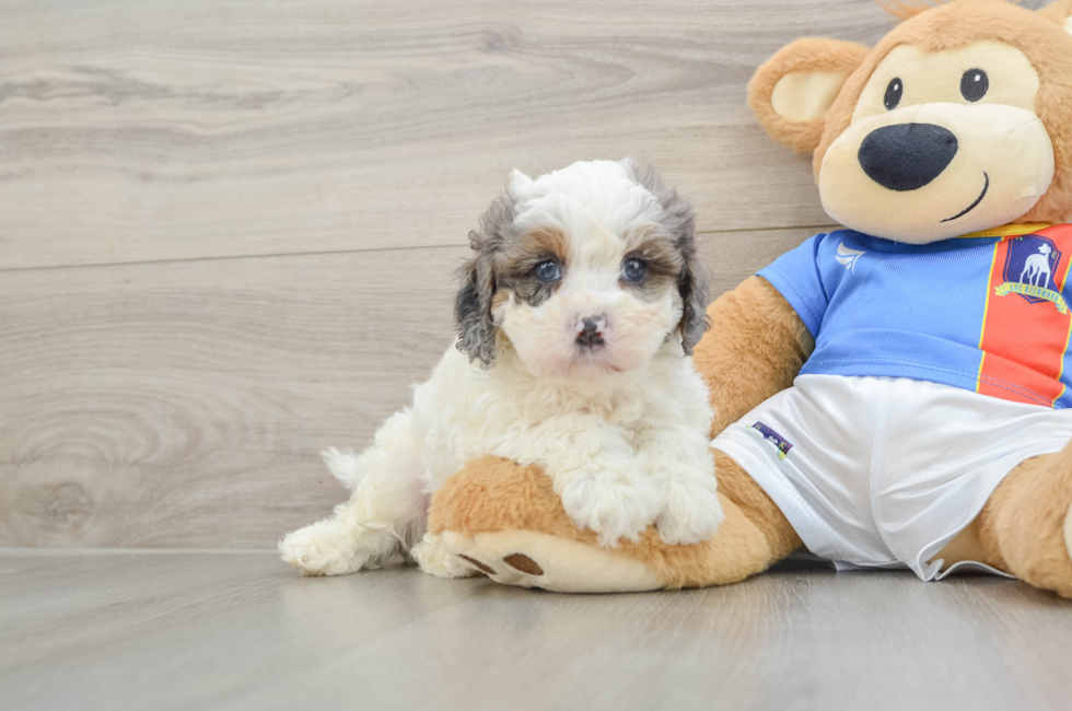 7 week old Cavapoo Puppy For Sale - Pilesgrove Pups