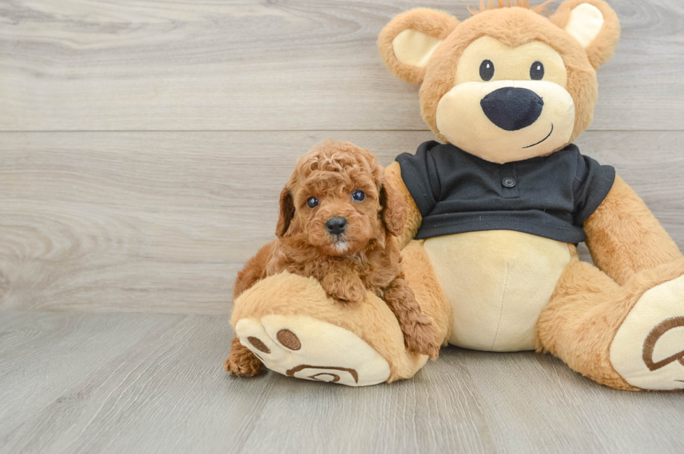 6 week old Cavapoo Puppy For Sale - Pilesgrove Pups