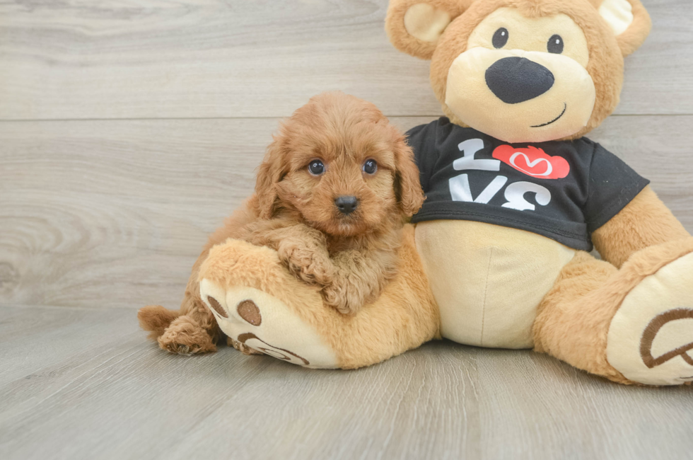 6 week old Cavapoo Puppy For Sale - Pilesgrove Pups