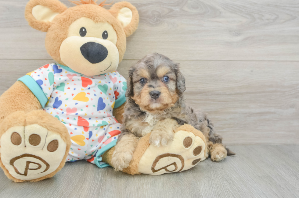 5 week old Cavapoo Puppy For Sale - Pilesgrove Pups