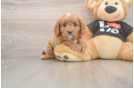 Small Cavapoo Baby