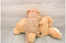 Cavapoo Pup Being Cute