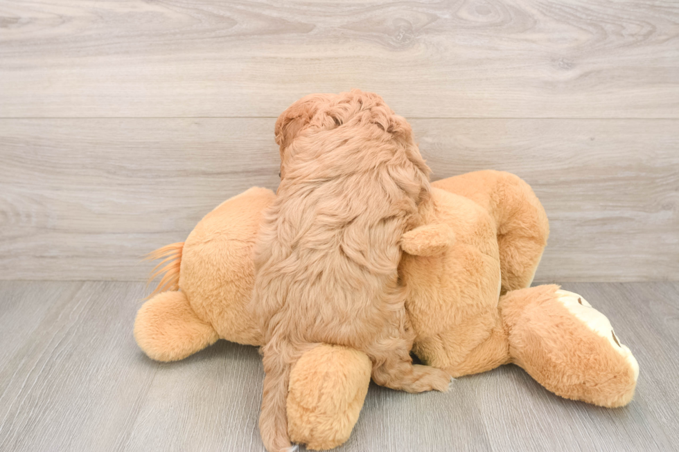 Cavapoo Pup Being Cute