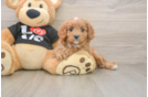 Best Cavapoo Baby
