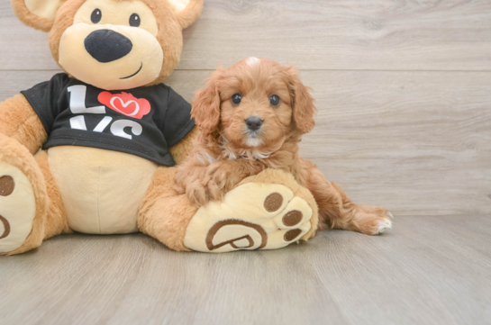 Best Cavapoo Baby