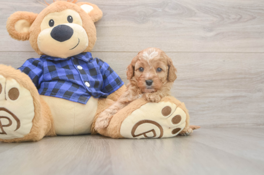 5 week old Cavapoo Puppy For Sale - Pilesgrove Pups Petite Cavapoo Poodle Mix Pup