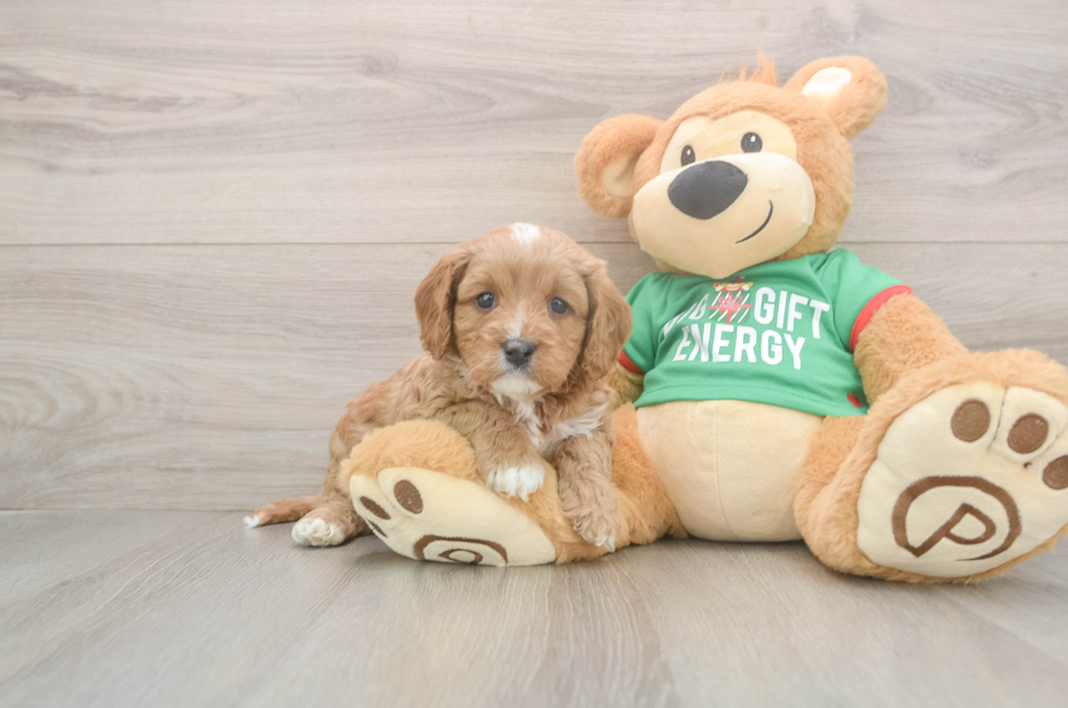 5 week old Cavapoo Puppy For Sale - Pilesgrove Pups