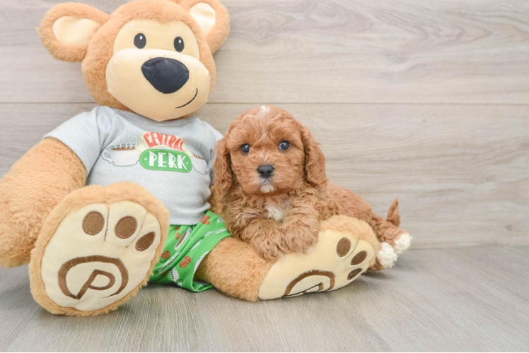 Playful Cavapoodle Poodle Mix Puppy