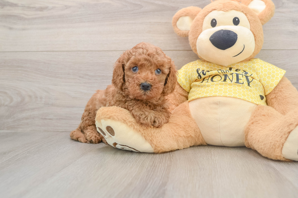 Smart Cavapoo Poodle Mix Pup
