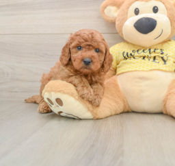 7 week old Cavapoo Puppy For Sale - Pilesgrove Pups
