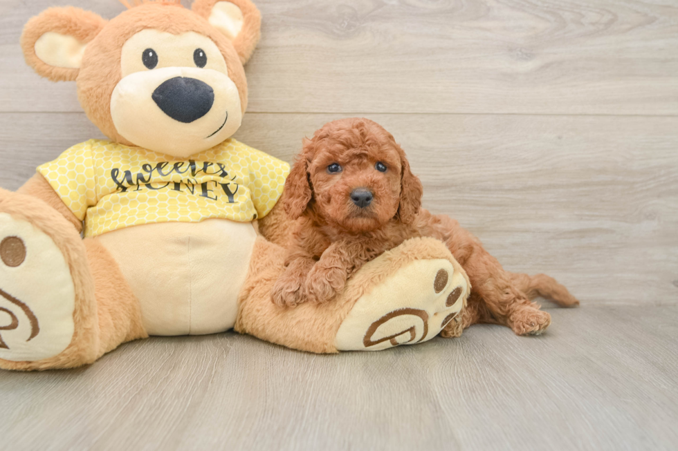 Best Cavapoo Baby
