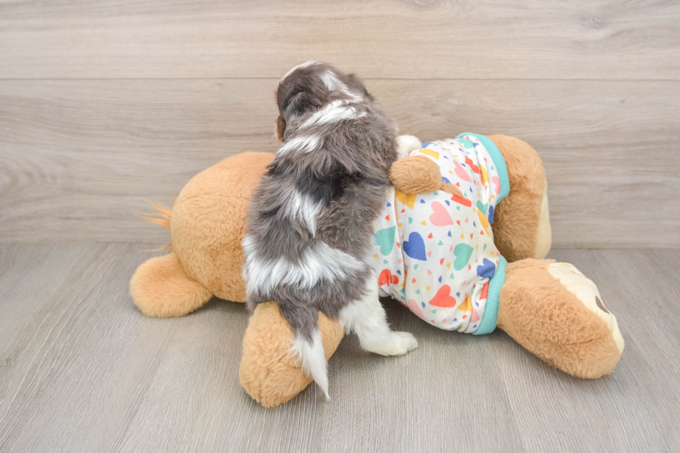 Cavapoo Pup Being Cute