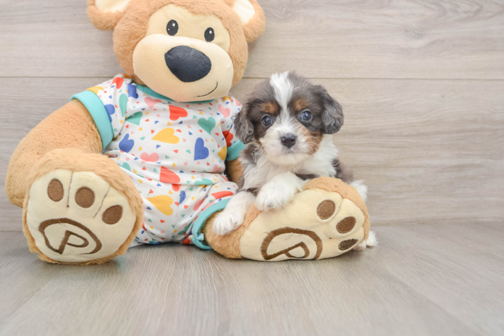 Cavapoo Puppy for Adoption