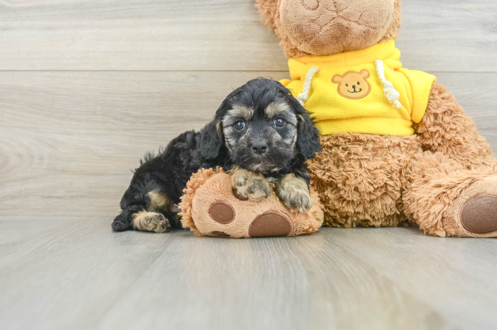 7 week old Cavapoo Puppy For Sale - Pilesgrove Pups