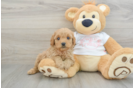 Best Cavapoo Baby