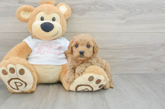 Fluffy Cavapoo Poodle Mix Pup