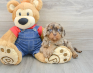 7 week old Cavapoo Puppy For Sale - Pilesgrove Pups