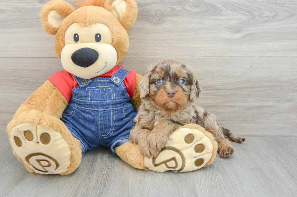 5 week old Cavapoo Puppy For Sale - Pilesgrove Pups