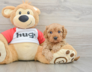 8 week old Cavapoo Puppy For Sale - Pilesgrove Pups