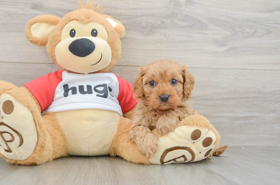 8 week old Cavapoo Puppy For Sale - Pilesgrove Pups