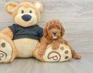 8 week old Cavapoo Puppy For Sale - Pilesgrove Pups