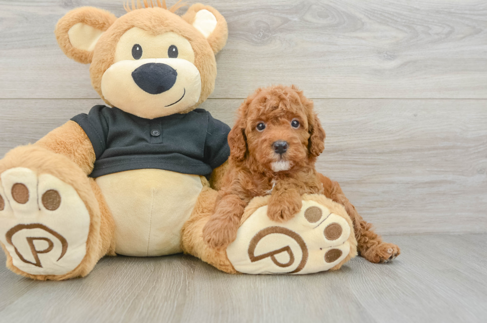 6 week old Cavapoo Puppy For Sale - Pilesgrove Pups
