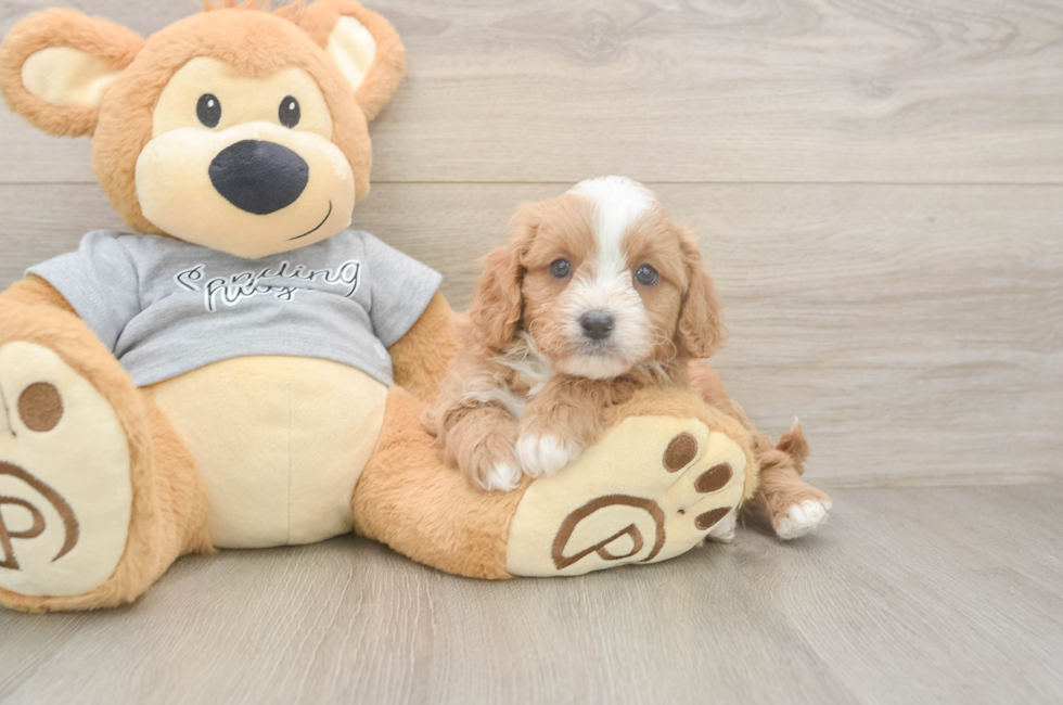 6 week old Cavapoo Puppy For Sale - Pilesgrove Pups