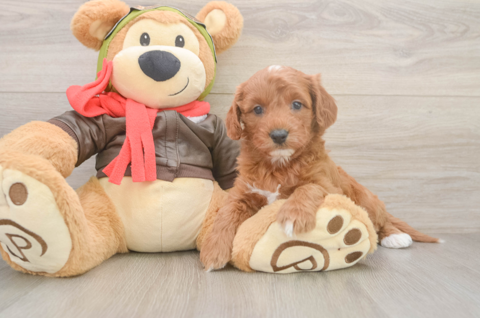 5 week old Cavapoo Puppy For Sale - Pilesgrove Pups