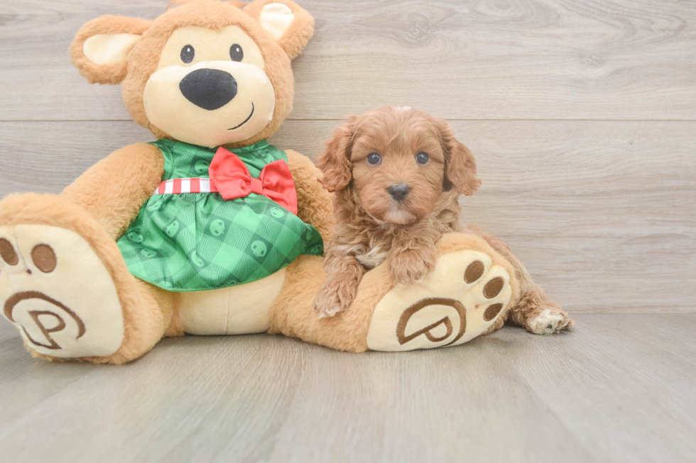 Cavapoo Puppy for Adoption
