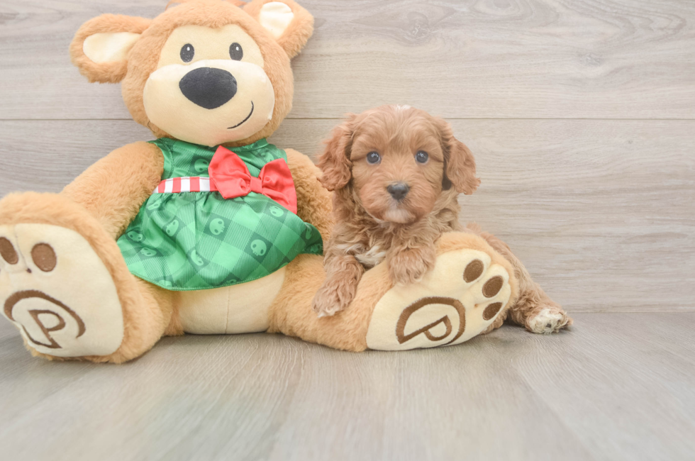 6 week old Cavapoo Puppy For Sale - Pilesgrove Pups