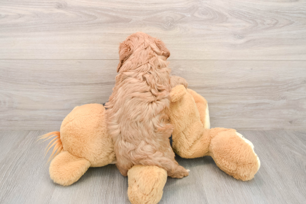 Adorable Cavalier King Charles Spaniel and Poodle Mix Poodle Mix Puppy