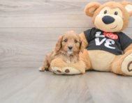 7 week old Cavapoo Puppy For Sale - Pilesgrove Pups