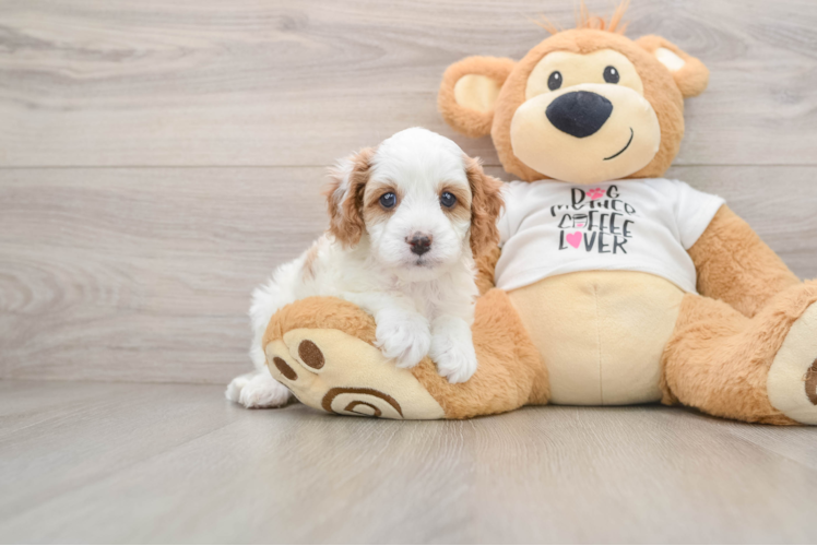 Petite Cavapoo Poodle Mix Pup