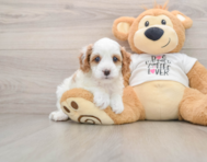 8 week old Cavapoo Puppy For Sale - Pilesgrove Pups